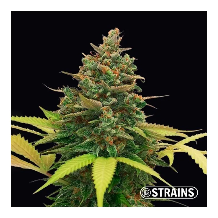 Auto Bubblegum XXL de GB Strains en GB Lleida