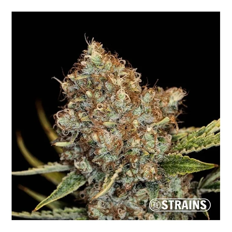 Auto Mimosa Cocktail XXL de GB Strains en GB Lleida