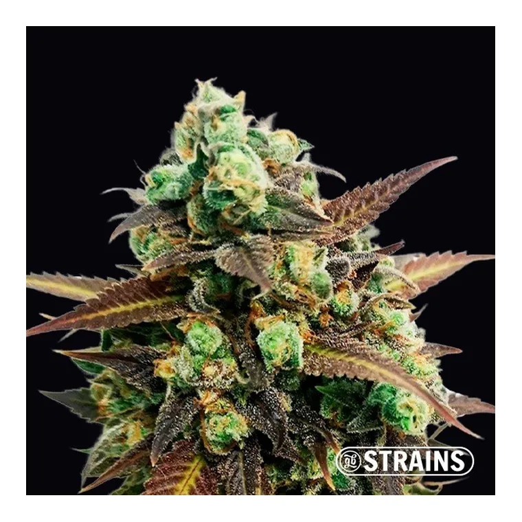 Auto Tangerine Kush de GB Strains en GB Lleida