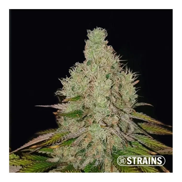 Auto Tropicanna Cookies XXL de GB Strains en GB Lleida