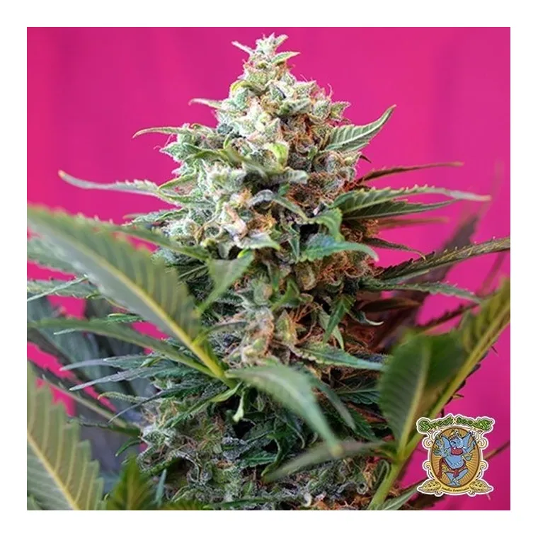 Big Devil XL Auto de Sweet Seeds en GB Lleida