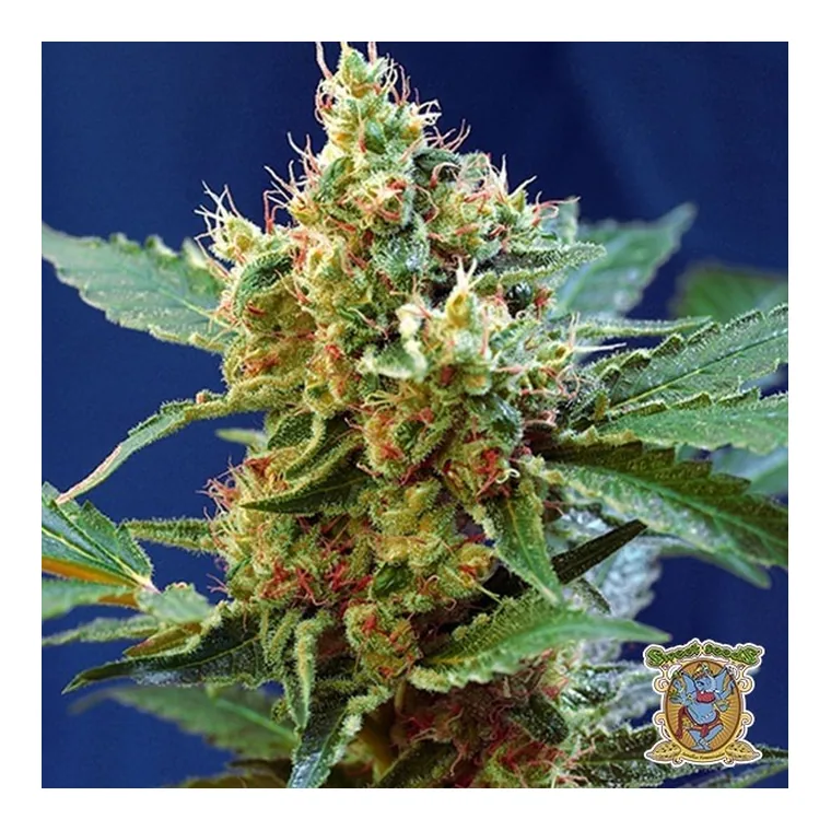 Cream Mandarine XL Auto de Sweet Seeds en GB Lleida