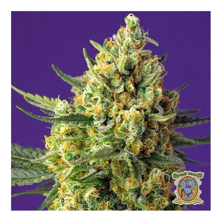 Crystal Candy XL Auto de Sweet Seeds en GB Lleida