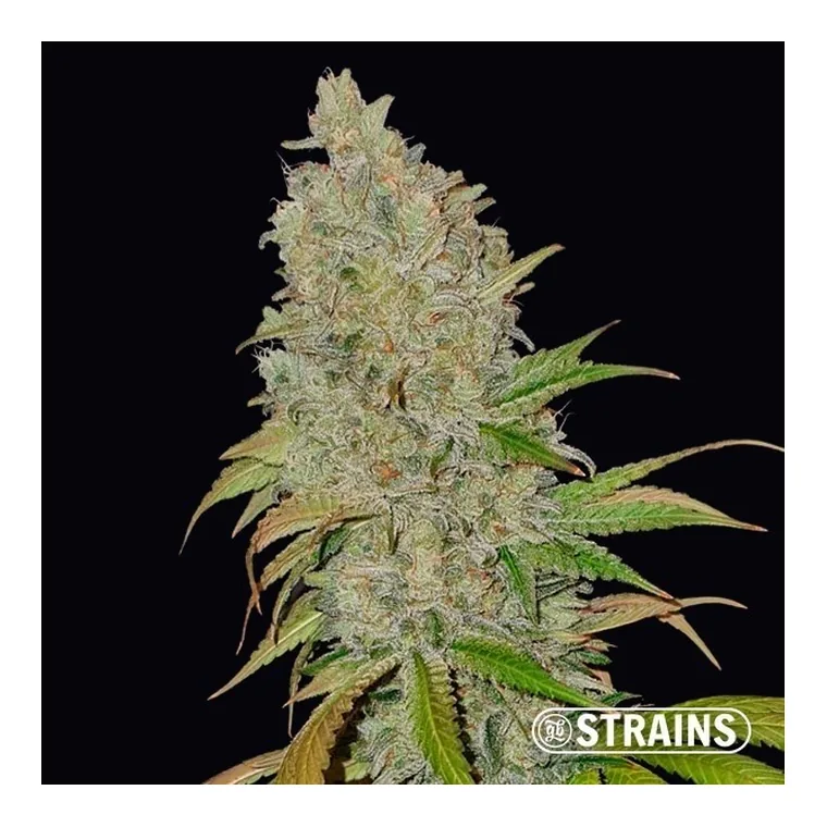 Blue Cheese CBD de GB Strains en GB Lleida
