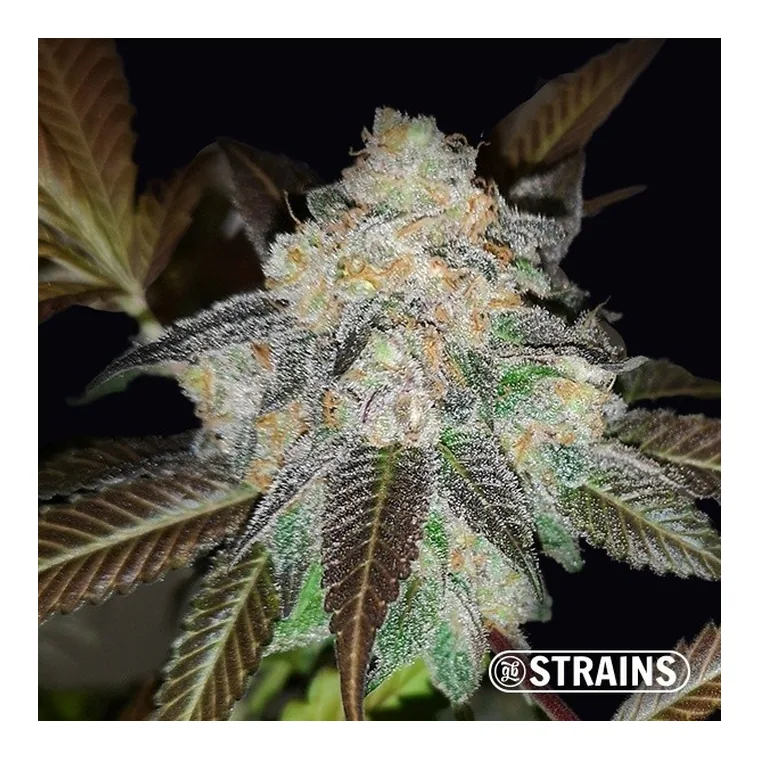 Harlequin CBD de GB Strains en GB Lleida