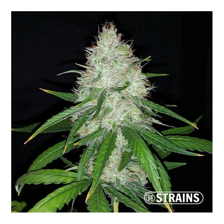 Strawberry Cake Ultra Fast CBD de GB Strains en GB Lleida
