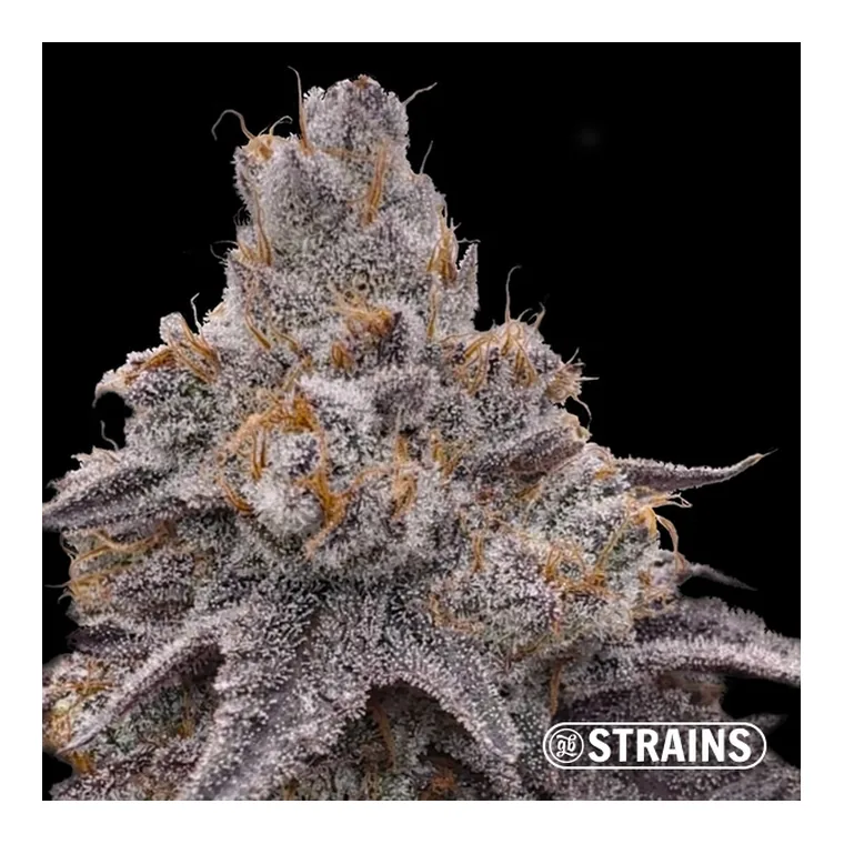 Dulce de Uva de GB Strains en GB Lleida