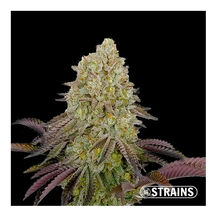 Gush Mintz de GB Strains en GB Lleida