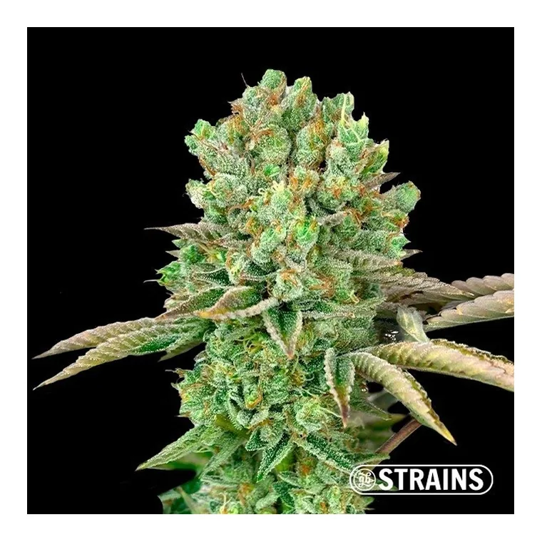 Oreoz de GB Strains en GB Lleida