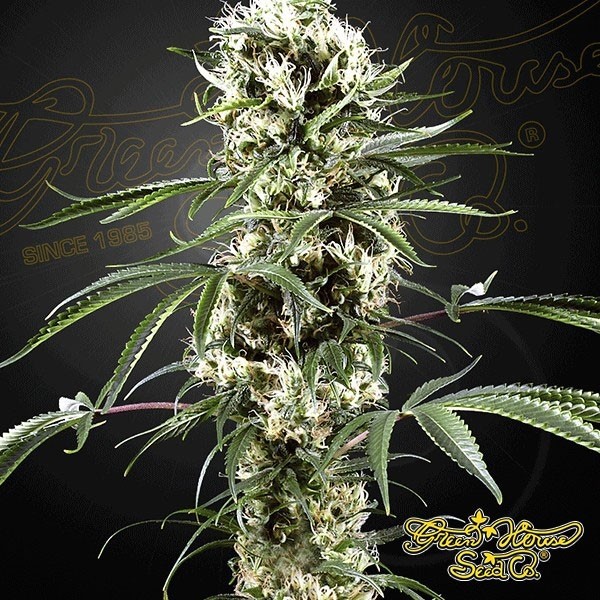 Super Lemon Haze de Green House Seeds en GB Lleida