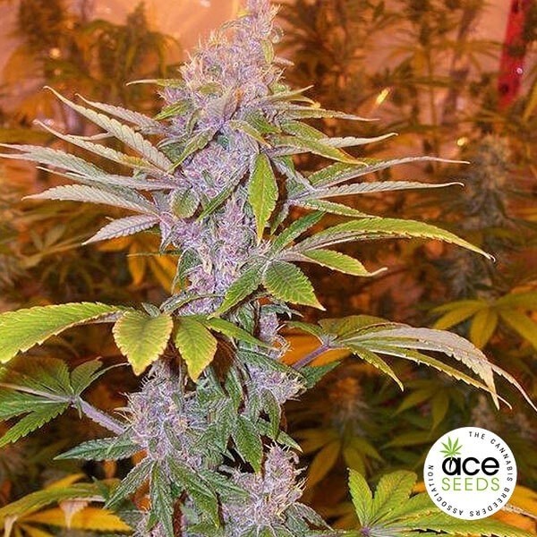 Pakistan Chitral Kush Regular de Ace Seeds · Semillas feminizadas GB Strains en GB Lleida (Lleida)
