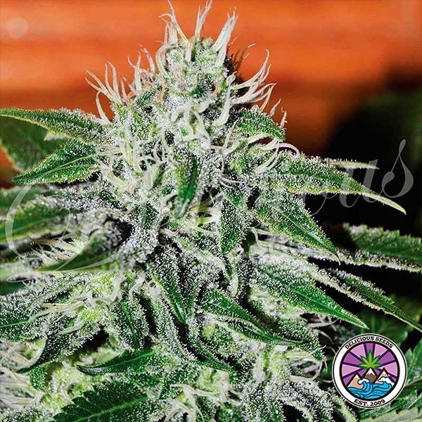 Critical Jack Herer de Delicious Seeds en GB Lleida
