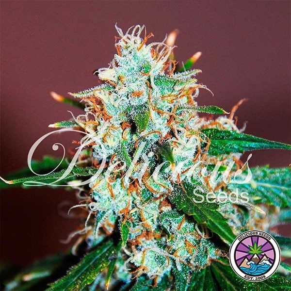 Critical Neville Haze 2.0 de Delicious Seeds en GB Lleida