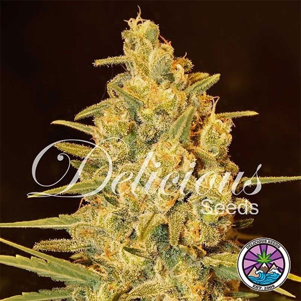 Critical Sensi Star de Delicious Seeds en GB Lleida