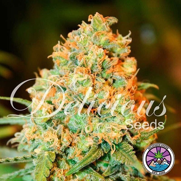 Critical Super Silver Haze de Delicious Seeds en GB Lleida