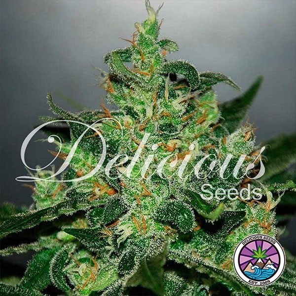 Critical Jack Herer Auto de Delicious Seeds en GB Lleida