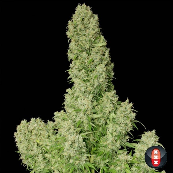 White Russian regular de Serious Seeds en GB Lleida