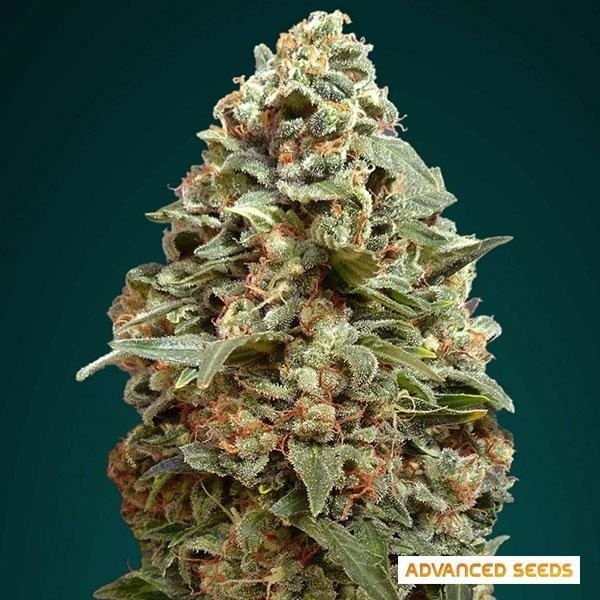Afghan Skunk de Advanced Seeds en GB Lleida