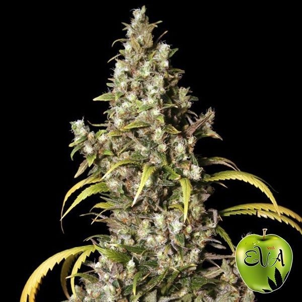 Monster de Eva Seeds en GB Lleida
