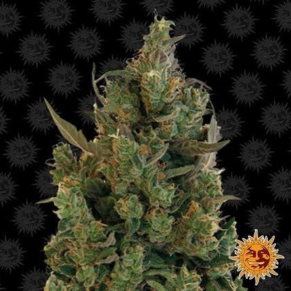 Blue Cheese Barney's Farm de Barney's Farm en GB Lleida