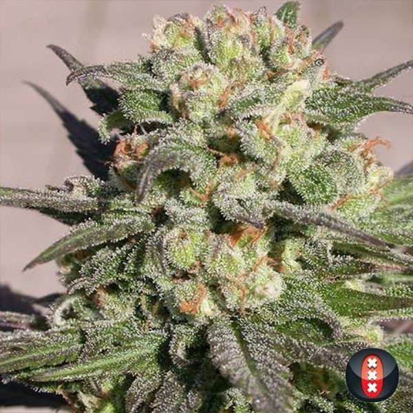 Warlock de Serious Seeds en GB Lleida