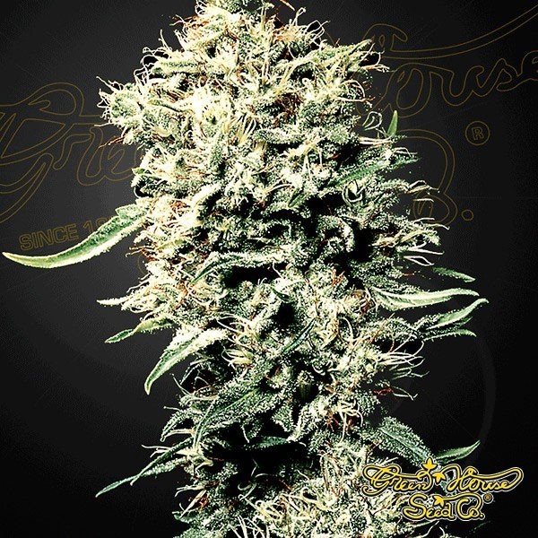 White Rhino Green House Seeds de Green House en GB Lleida