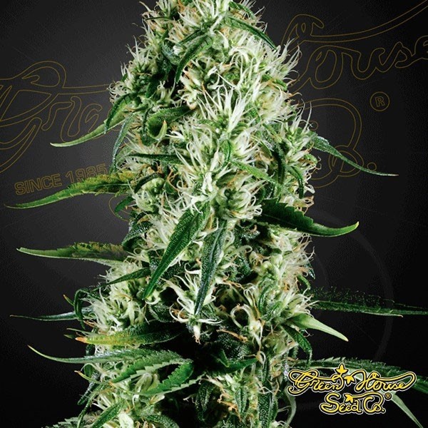 Super Silver Haze Green House Seeds de Green House en GB Lleida