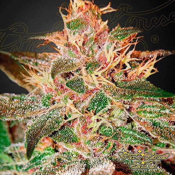 Pure Kush de Green House en GB Lleida