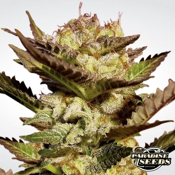 Durga Mata de Paradise Seeds en GB Lleida