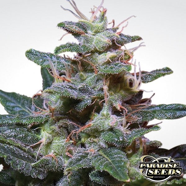 Sweet Purple de Paradise Seeds en GB Lleida