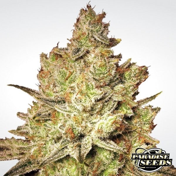 Jacky White de Paradise Seeds en GB Lleida