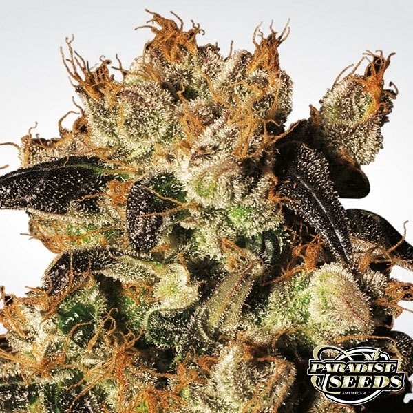 White Berry de Paradise Seeds en GB Lleida