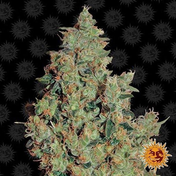 Tangerine Dream de Barney's Farm en GB Lleida