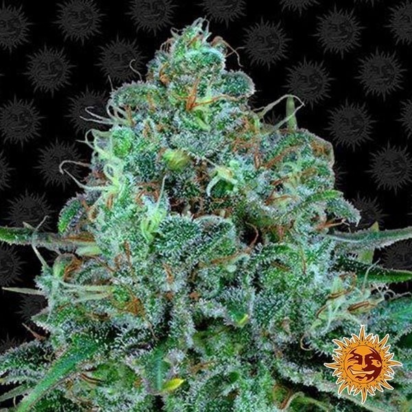 Critical Kush Barney's Farm de Barney's Farm en GB Lleida