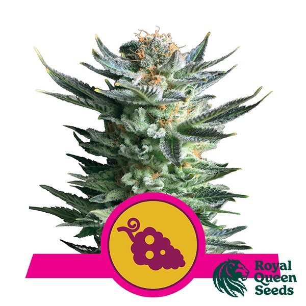 Fruit Spirit de Royal Queen en GB Lleida