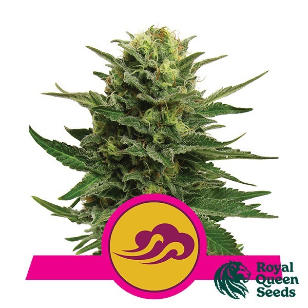 Blue Mystic de Royal Queen en GB Lleida