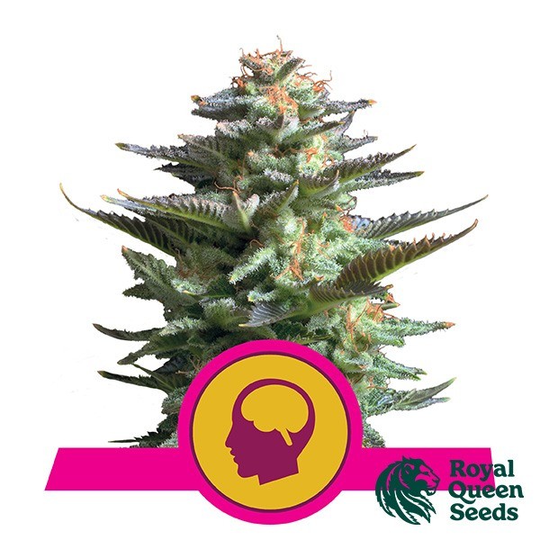 Amnesia Haze de Royal Queen en GB Lleida
