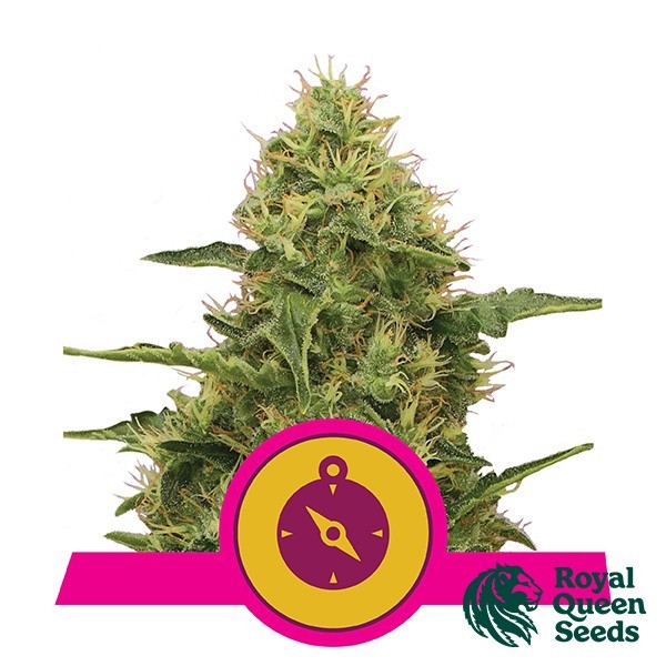 Northern Lights Royal Queen Seeds de Royal Queen · Semillas feminizadas GB Strains en GB Lleida (Lleida)