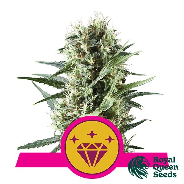 Special Kush 1 de Royal Queen en GB Lleida
