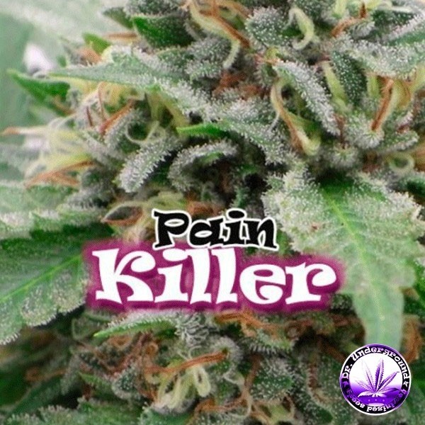 Painkiller en GB Lleida
