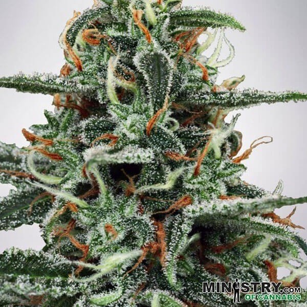 White Widow Ministry of Cannabis de Canna en GB Lleida