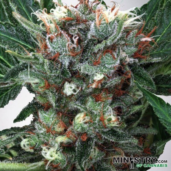 Zensation de Canna en GB Lleida