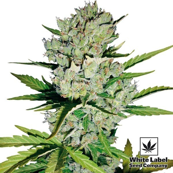 Skunk 1 Automatic en GB Lleida