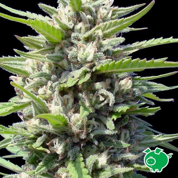 Northern Lights Auto de Genehtik en GB Lleida