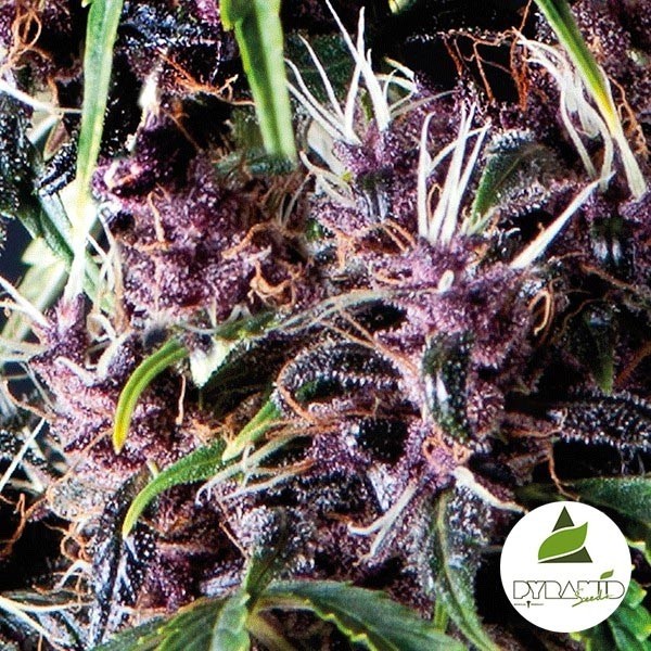 Auto Purple de Pyramid Seeds en GB Lleida