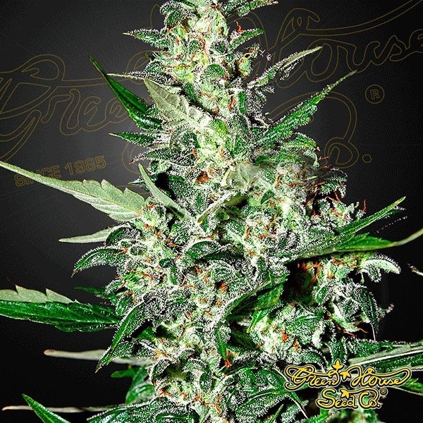 Super Critical Auto de Green House Seeds en GB Lleida