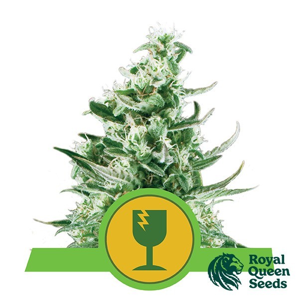 Royal Critical Automatic de Royal Queen Seeds en GB Lleida
