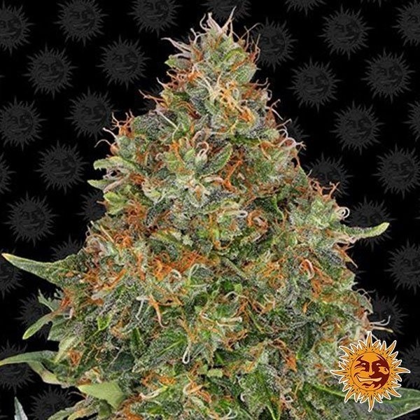 Pineapple Express Auto Barney's Farm de Barney's Farm en GB Lleida