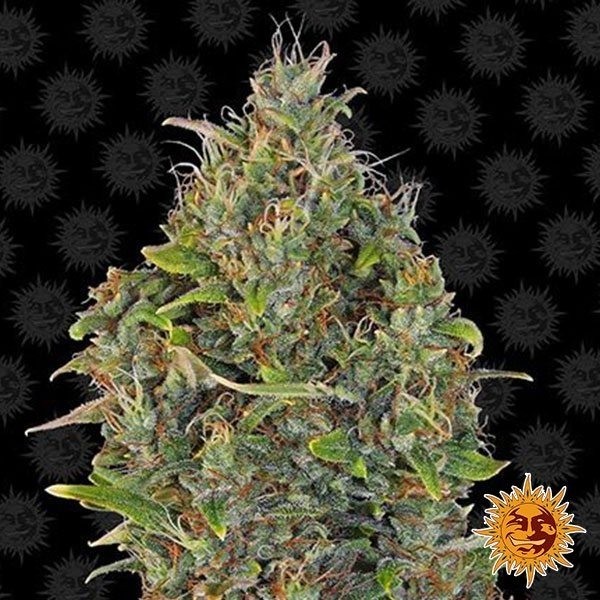 Critical Kush Auto de Barney's Farm en GB Lleida