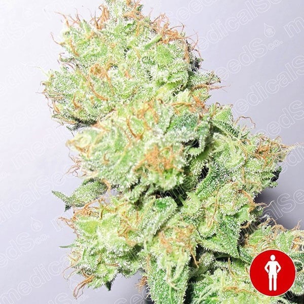 Y Griega CBD de Medical Seeds en GB Lleida